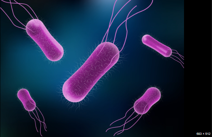 “Salmonella en alimentos: cómo prevenir esta bacteria peligrosa”